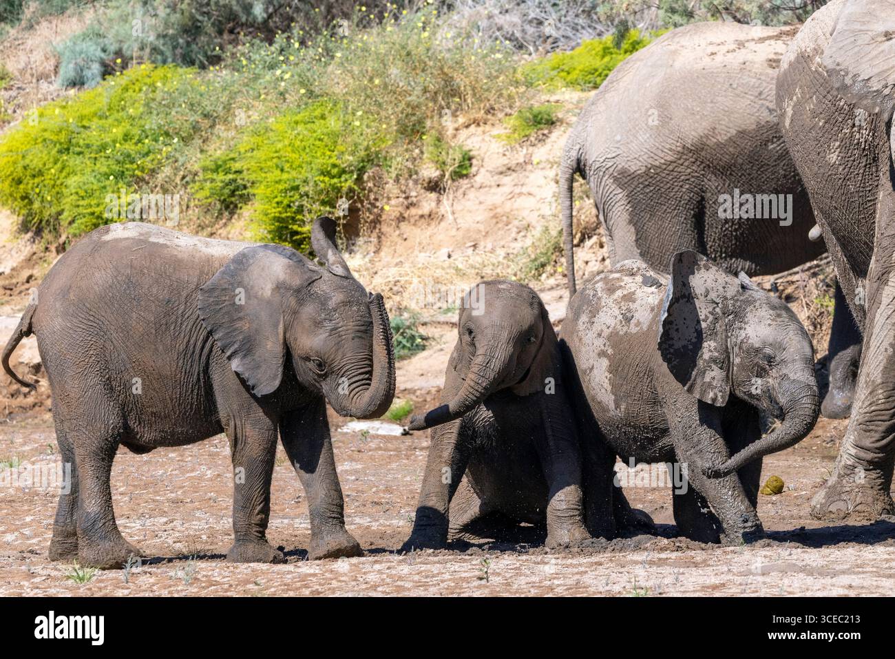 Junge afrikanische Elefanten (Wüstenadaptiert) spielen im Schlamm Hoanib River Valley, Namibia, Afrika Stockfoto