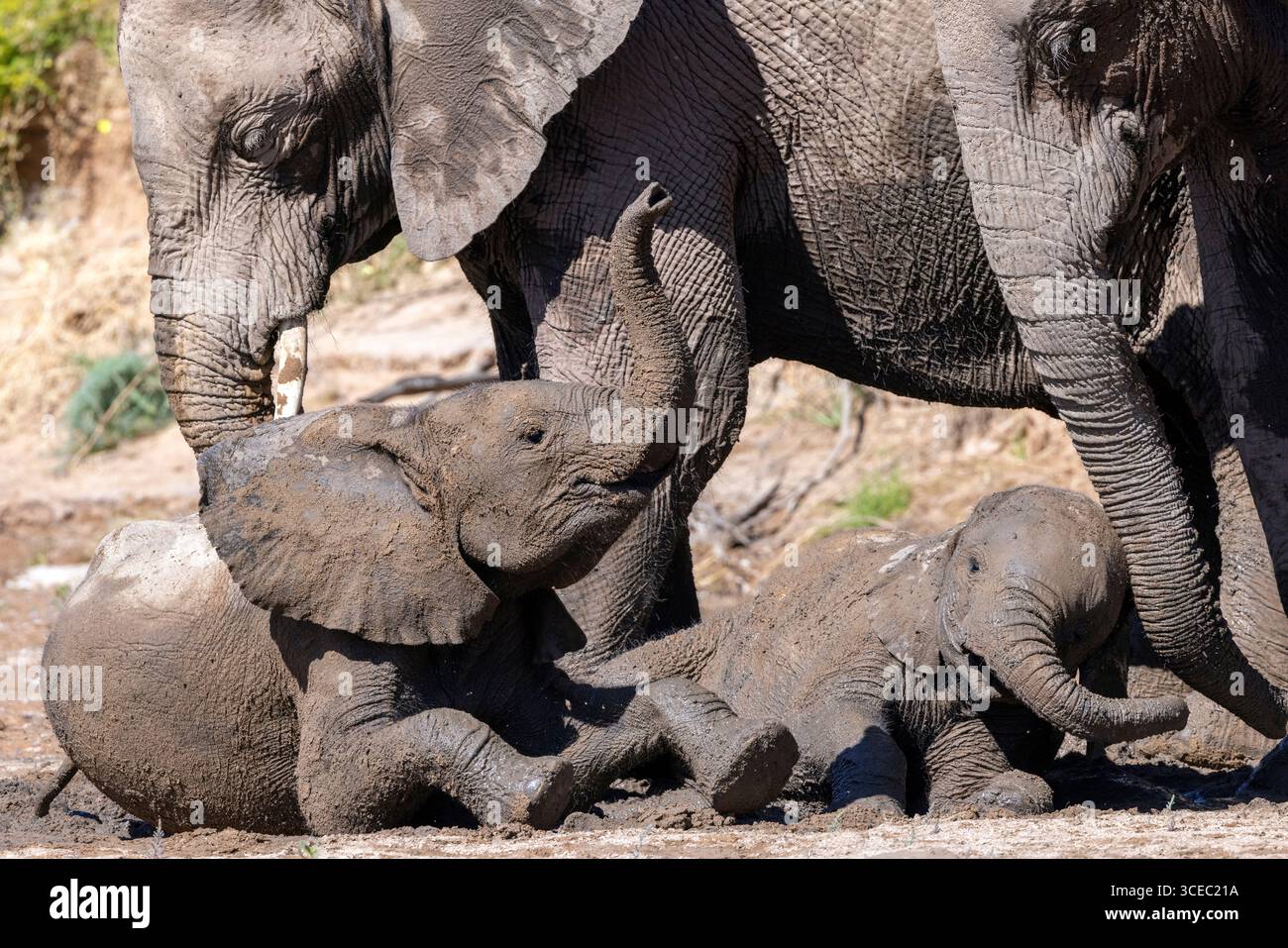 Junge afrikanische Elefanten (Wüstenadaptiert) spielen im Schlamm Hoanib River Valley, Namibia, Afrika Stockfoto