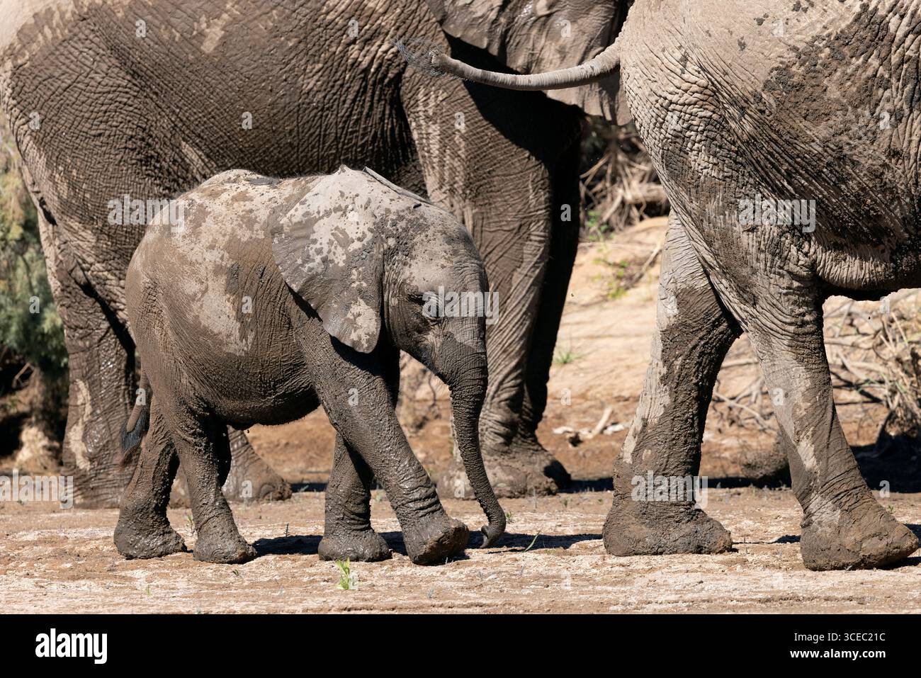 Junge afrikanische Elefanten (Wüstenadaptiert) spielen im Schlamm Hoanib River Valley, Namibia, Afrika Stockfoto