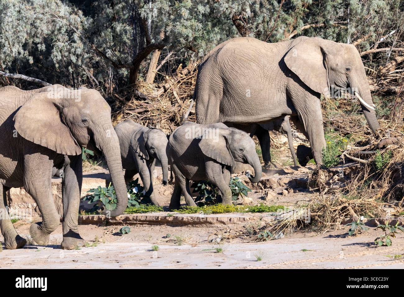 Afrikanische Elefanten (Wüstenadaptiert) - Hoanib River Valley, Namibia, Afrika Stockfoto