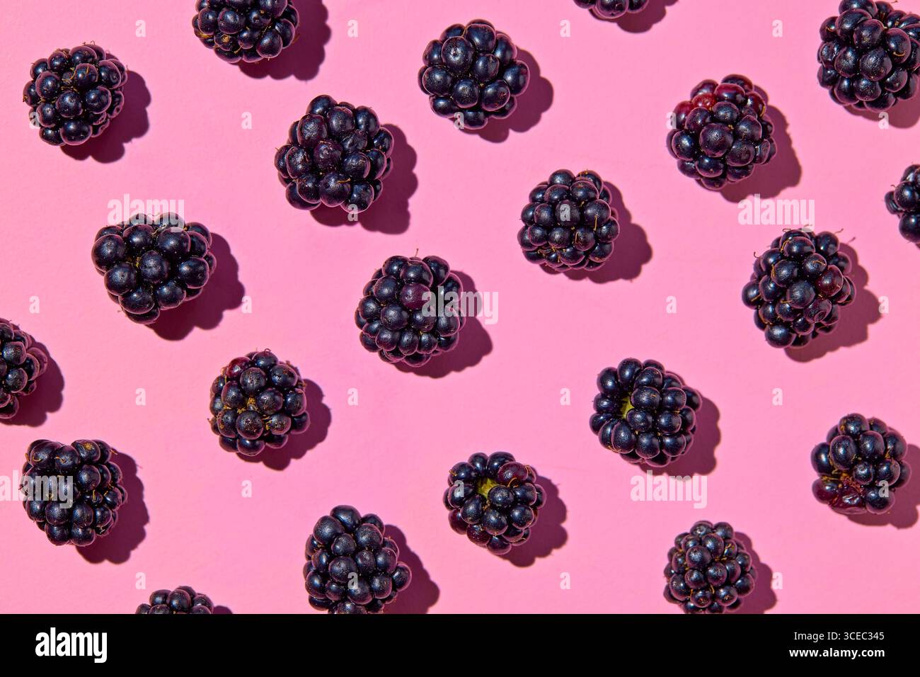 Muster frischer Brombeeren auf rosafarbenem Hintergrund. Stockfoto