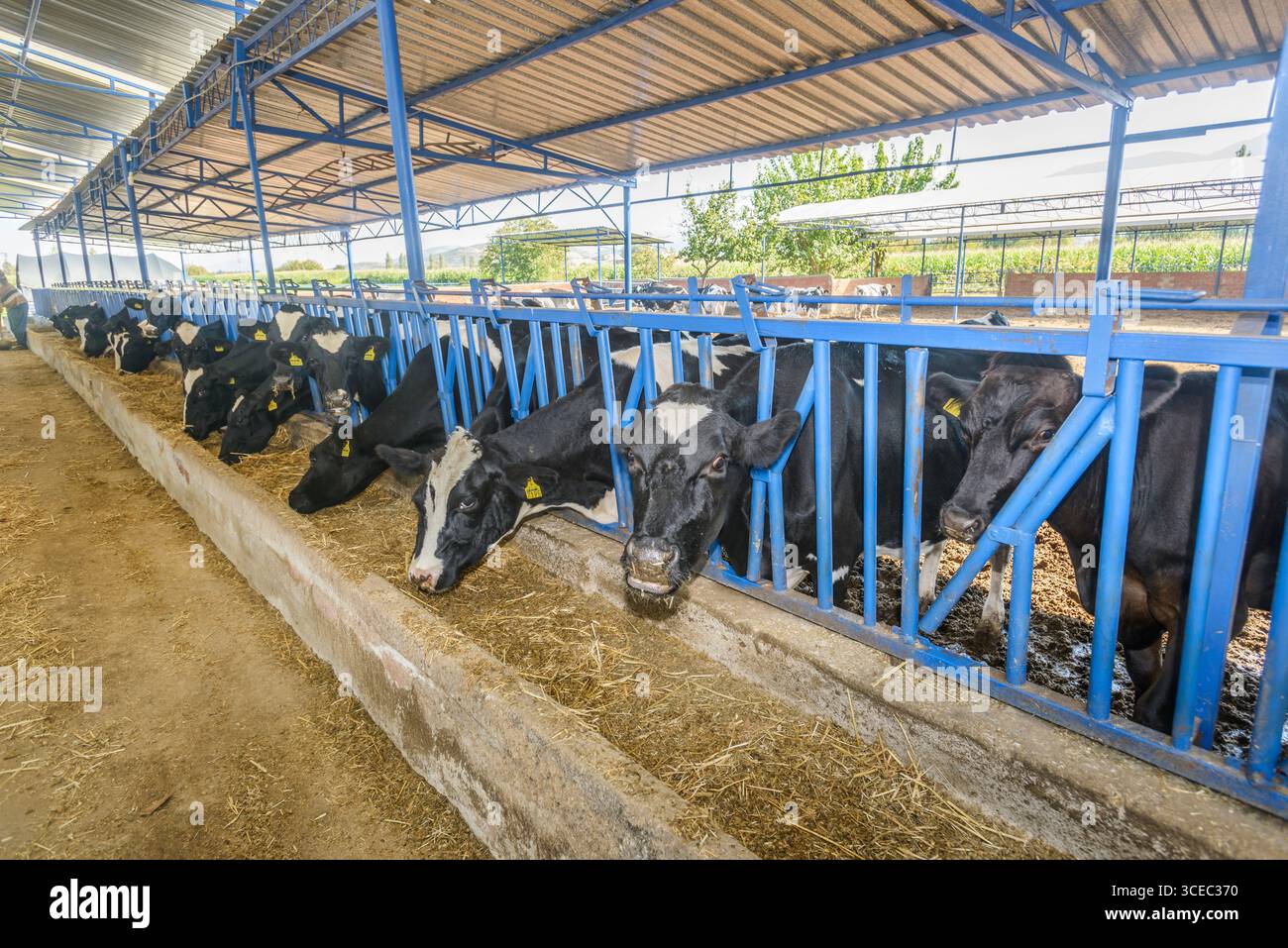 Landwirtschaftliche Konzept, Tagebuch Kühe essen ein Heu in modernen freien Viehstall oder Kuhstall für die Destillation von Milch, Tier-und Lebensmittelkonzept Stockfoto