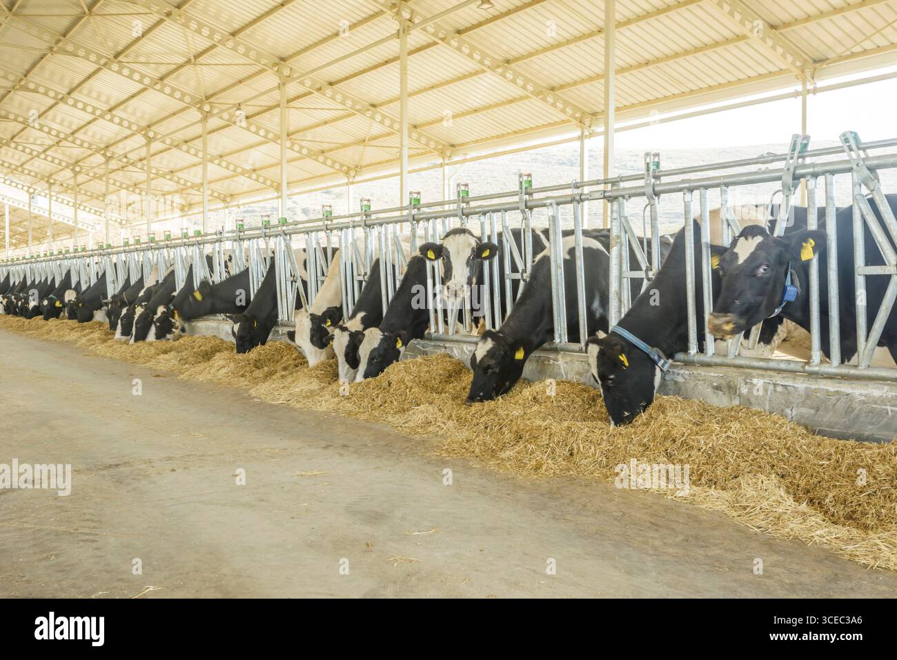 Landwirtschaftliche Konzept, Tagebuch Kühe essen ein Heu in modernen freien Viehstall oder Kuhstall für die Destillation von Milch, Tier-und Lebensmittelkonzept Stockfoto