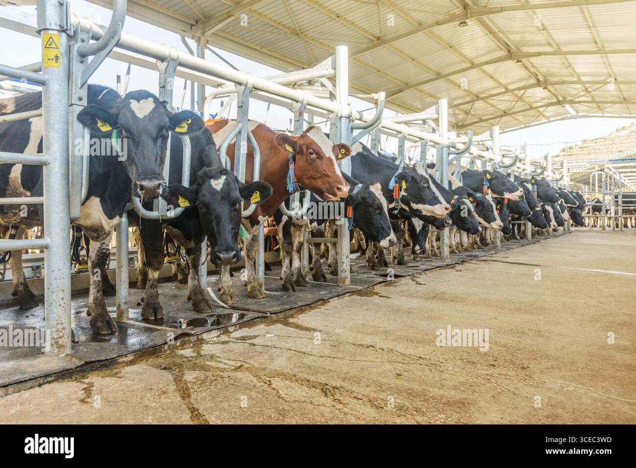 Landwirtschaftliche Konzept, Tagebuch Kühe essen ein Heu in modernen freien Viehstall oder Kuhstall für die Destillation von Milch, Tier-und Lebensmittelkonzept Stockfoto