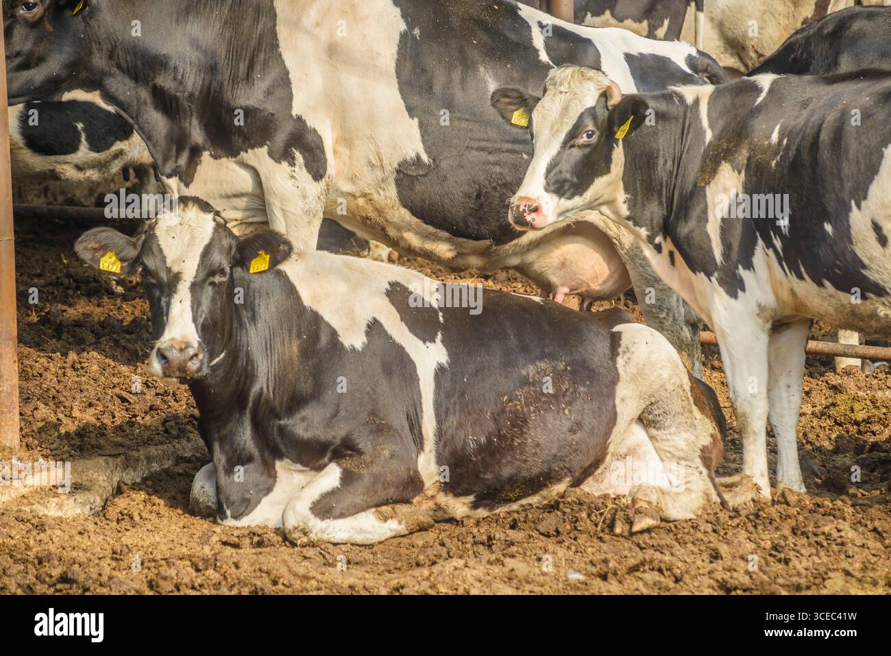 Landwirtschaftliche Konzept, Tagebuch Kühe essen ein Heu in modernen freien Viehstall oder Kuhstall für die Destillation von Milch, Tier-und Lebensmittelkonzept Stockfoto