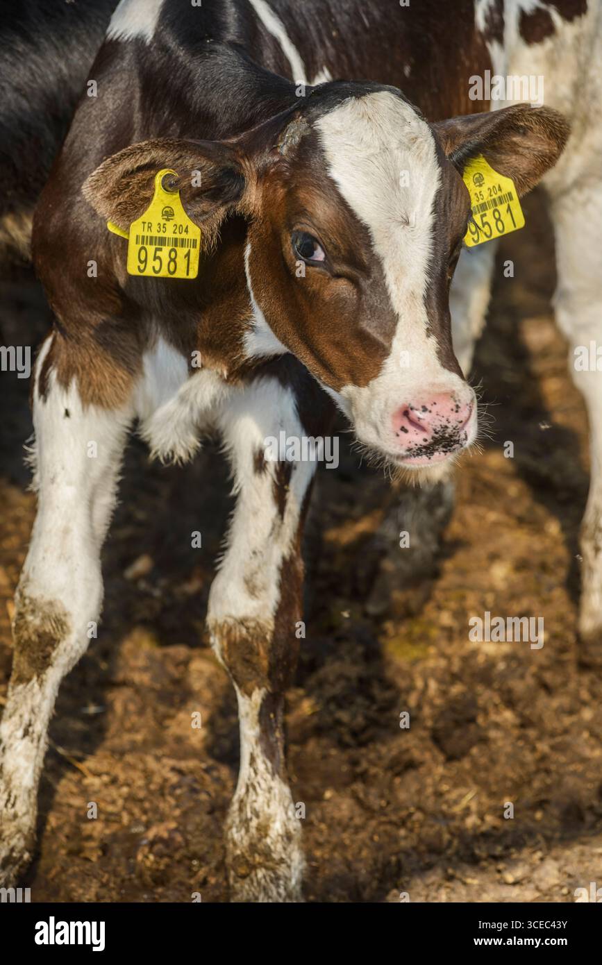 Landwirtschaftliche Konzept, Tagebuch Kühe essen ein Heu in modernen freien Viehstall oder Kuhstall für die Destillation von Milch, Tier-und Lebensmittelkonzept Stockfoto