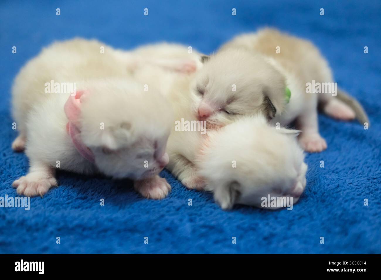 Neugeborene 1 Woche alte Ragdoll-Kätzchen schlafen mit geschlossenen Augen auf der Decke, Hauskatze Stockfoto