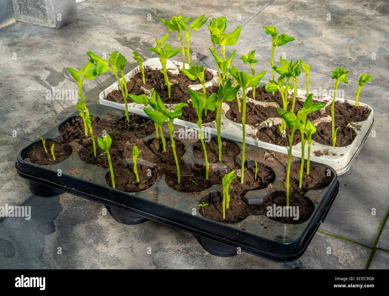 Junger Sprossen von breiten Bohnen oder Lavabohnen (Vicia faba) Stockfoto