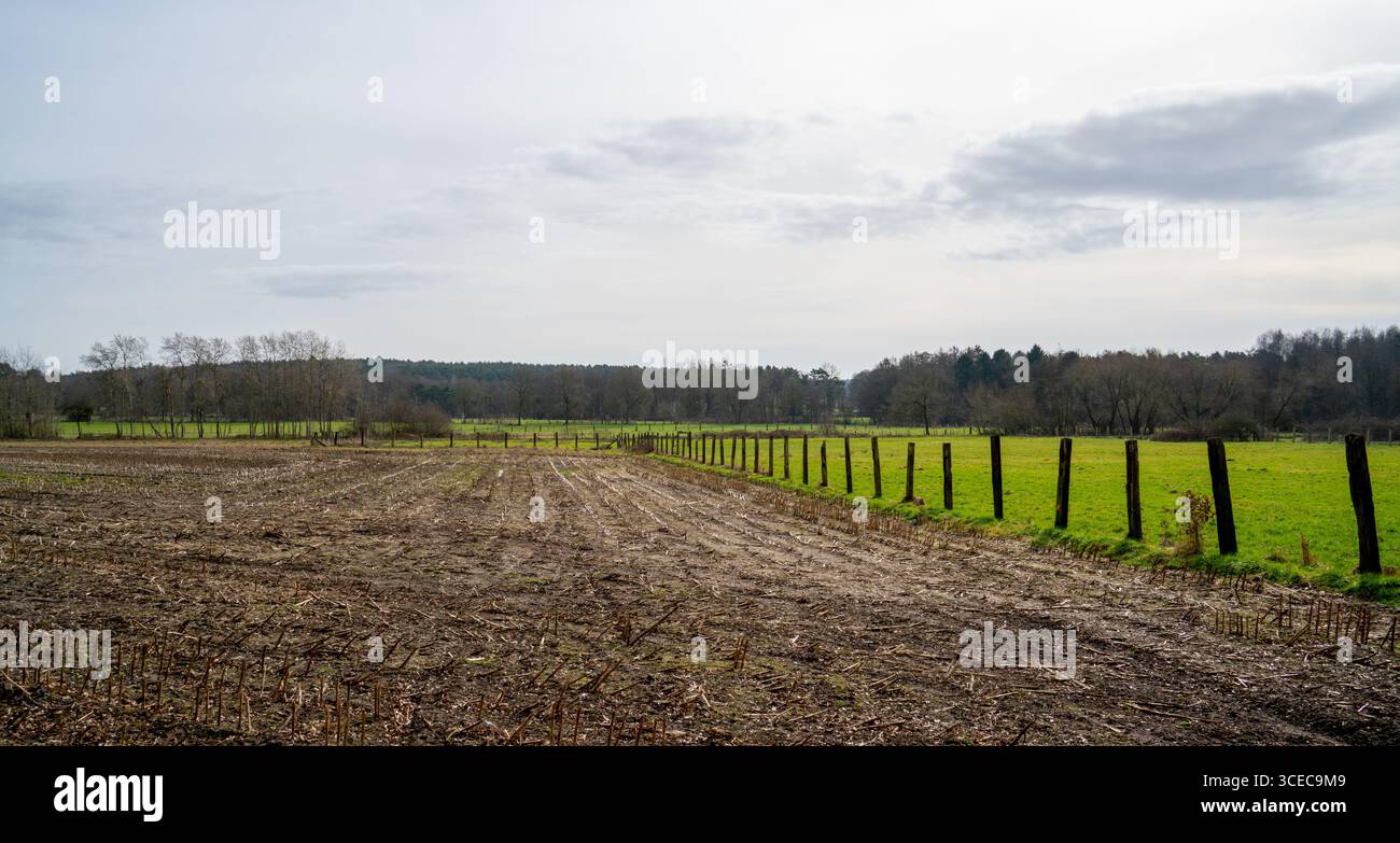 Wiese im Wald im Naturschutzgebiet Hoge Kempen, Belgien Stockfoto