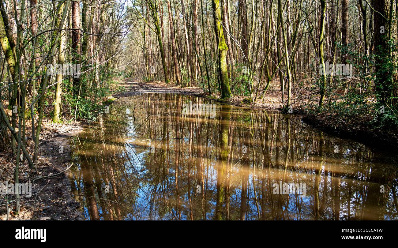 Überfluteter Weg im Wald Stockfoto