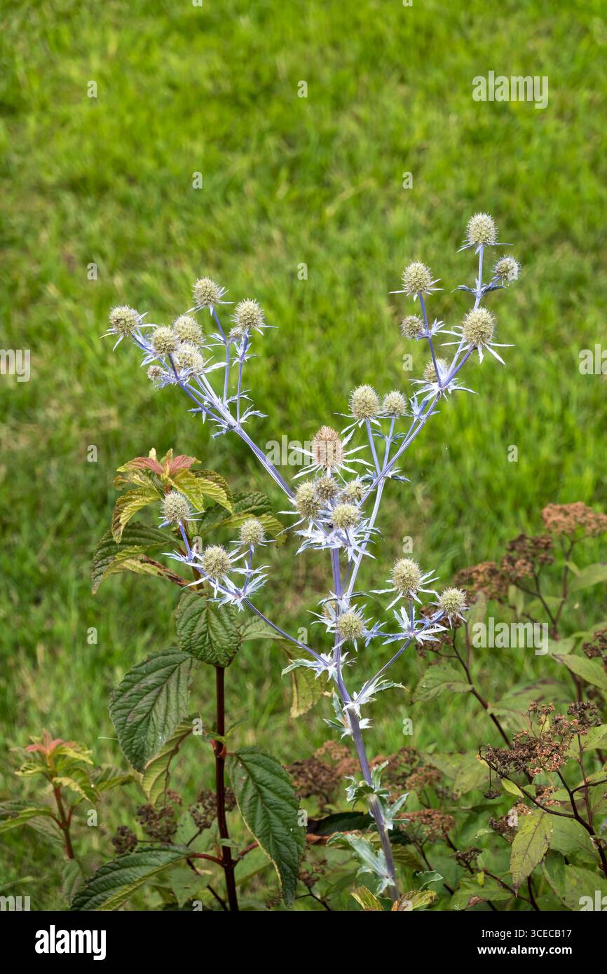 Flache Sea-holly Pflanze Stockfoto