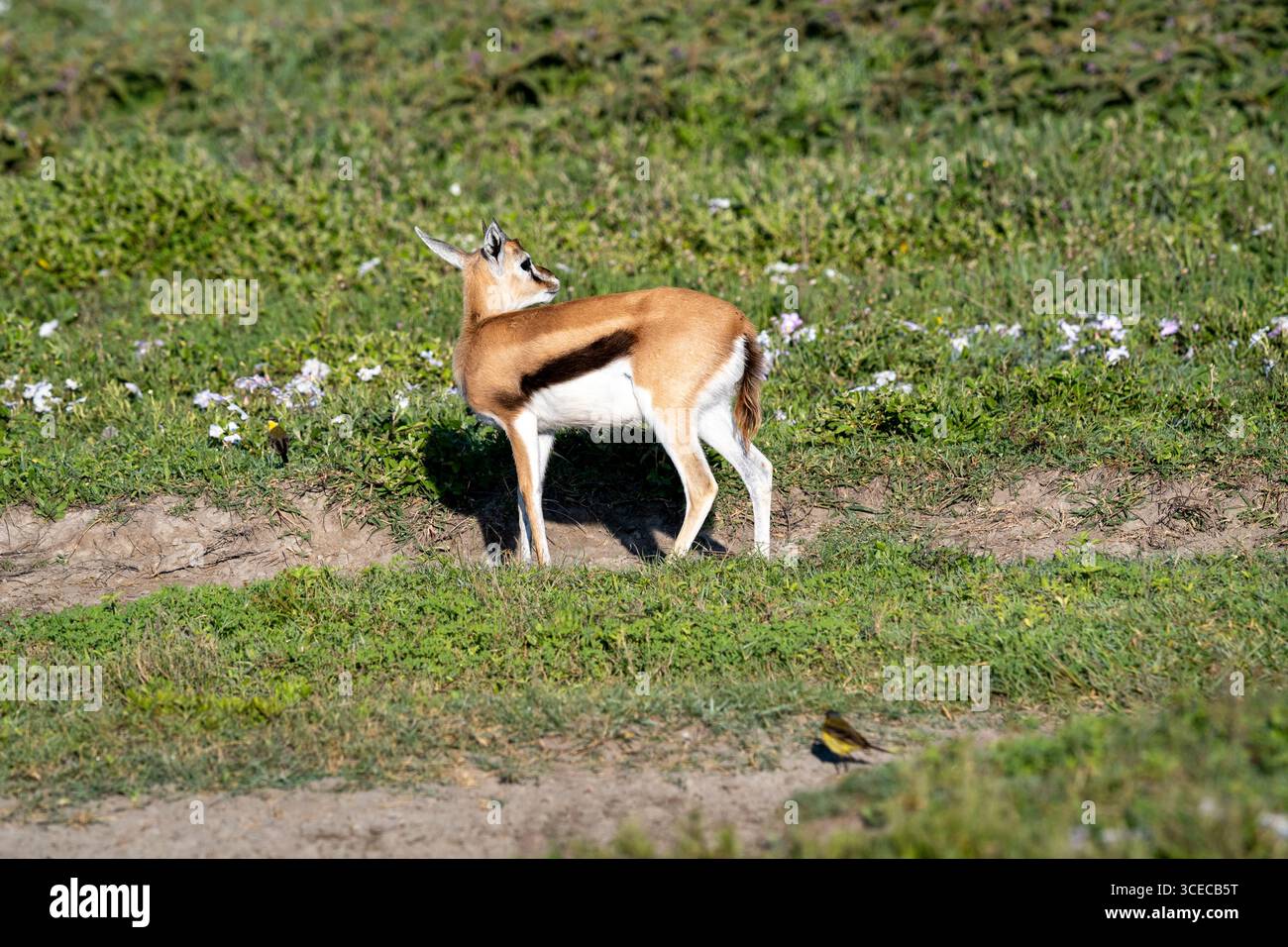 Thomson’s Gazelle steht und blickt zurück, Ngorongoro-Krater, Tansania Stockfoto