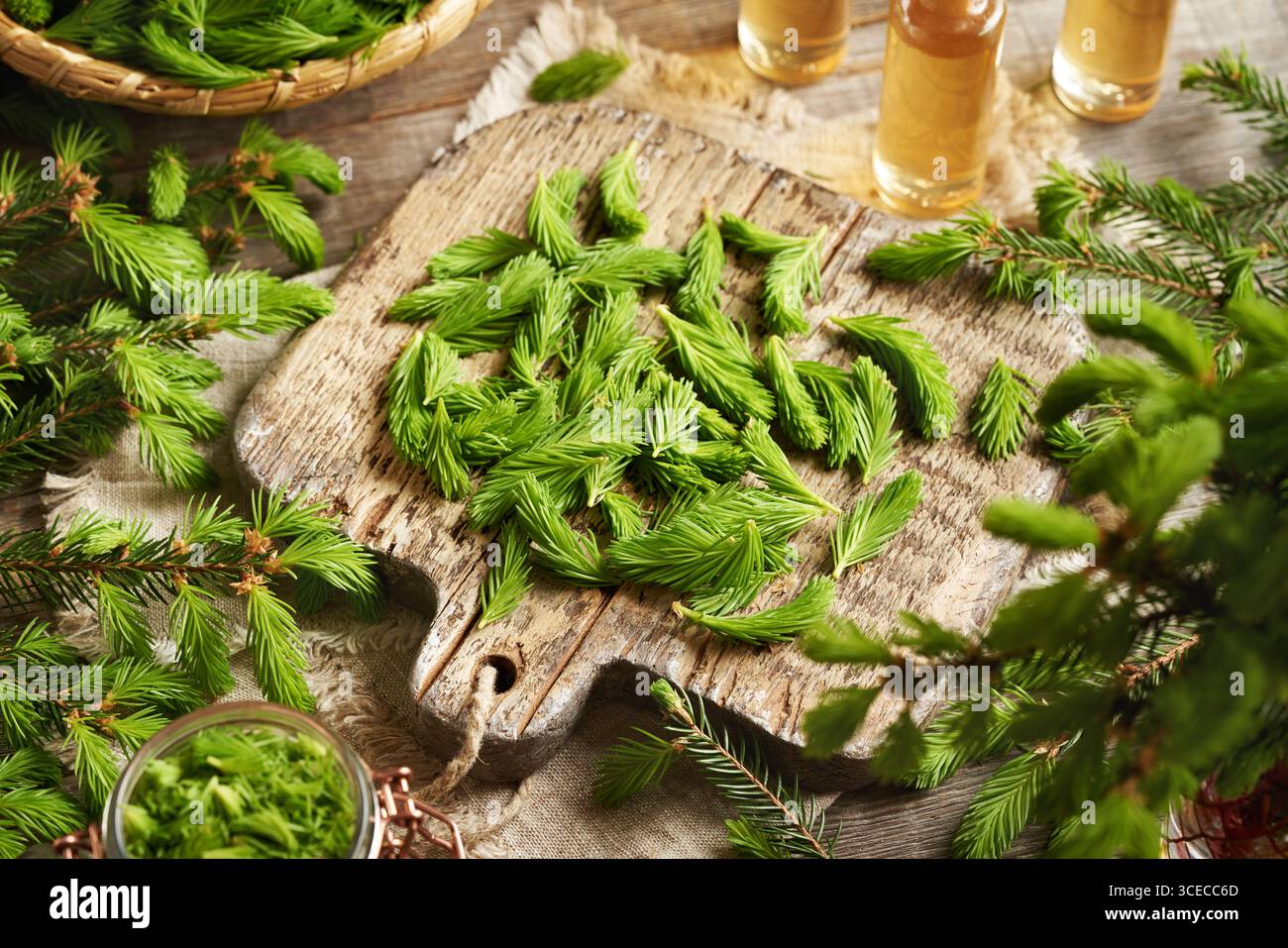 Junge Fichtenspitzen, die im Frühjahr auf einem Holzschneidebrett geerntet werden - Zutat für Kräutersirup Stockfoto