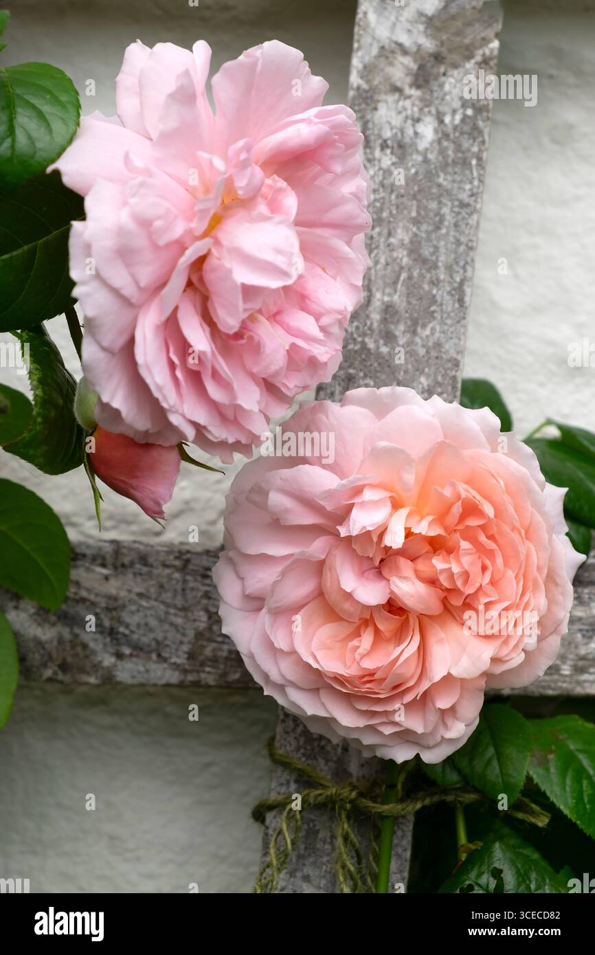 Nahaufnahme der rosa Strawberry Hill Rosen Rose auf hölzernem Stützgitter in Blüte August 2025 Sommergarten Carmarthenshire Wales UK KATHY DEWITT Stockfoto