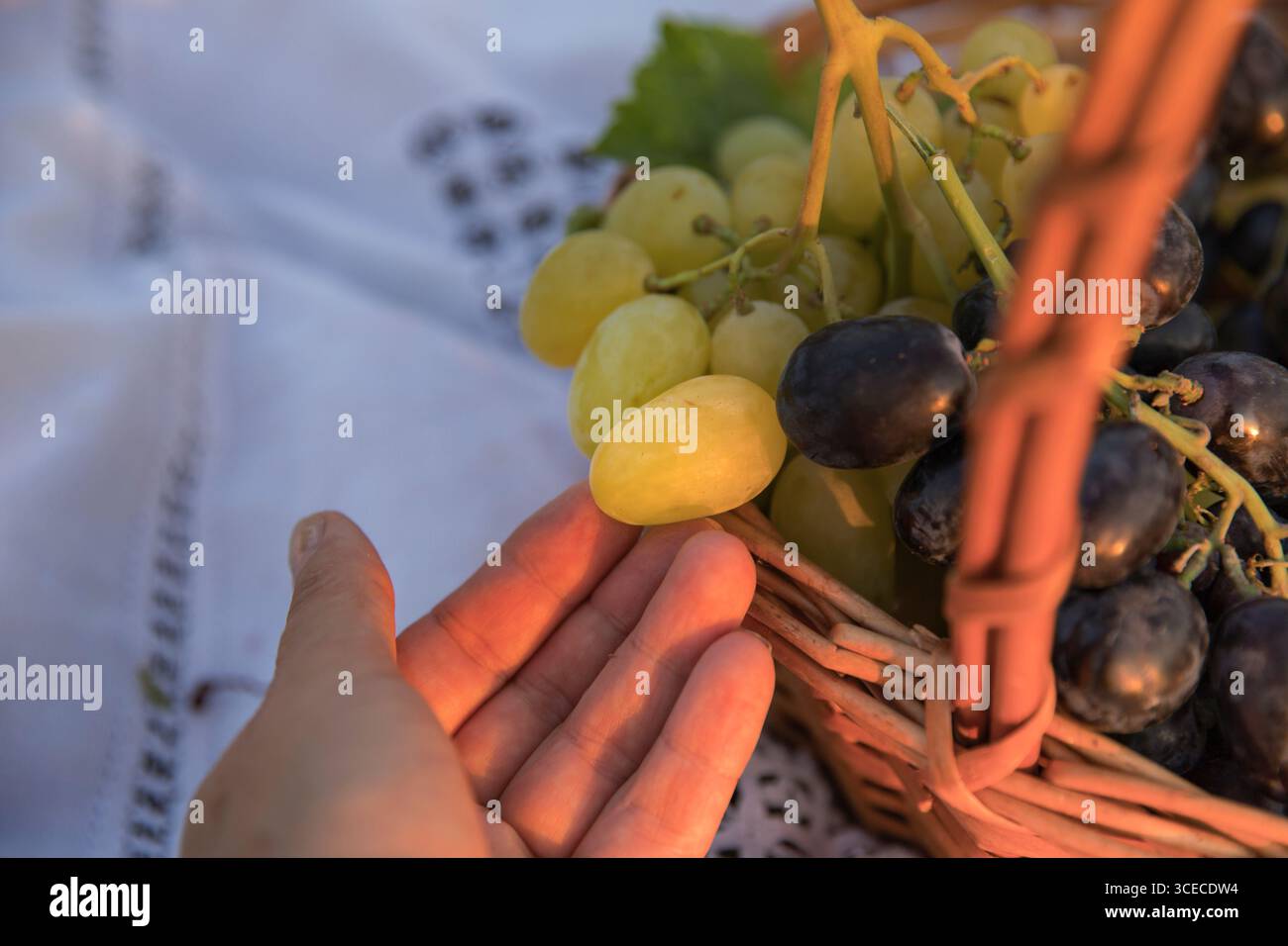 Nahaufnahme der menschlichen Hand, die gelbe Traube aus einem Korb mit schwarzen und grünen Trauben hält. Konzept der Frischernte, des ökologischen Landbaus und der Heilung Stockfoto