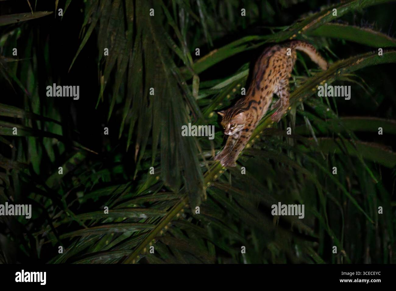 Leopardenkatze, bekannt als Prionailurus bengalensis, nachts im Danum Valley, Borneo, Malaysia Stockfoto