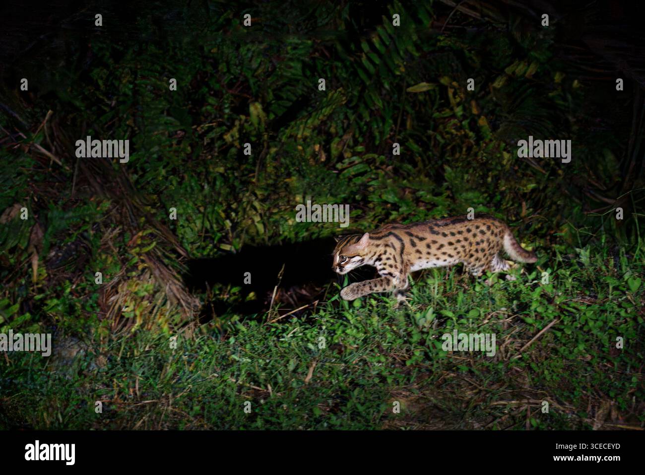 Leopardenkatze, bekannt als Prionailurus bengalensis, nachts im Danum Valley, Borneo, Malaysia Stockfoto