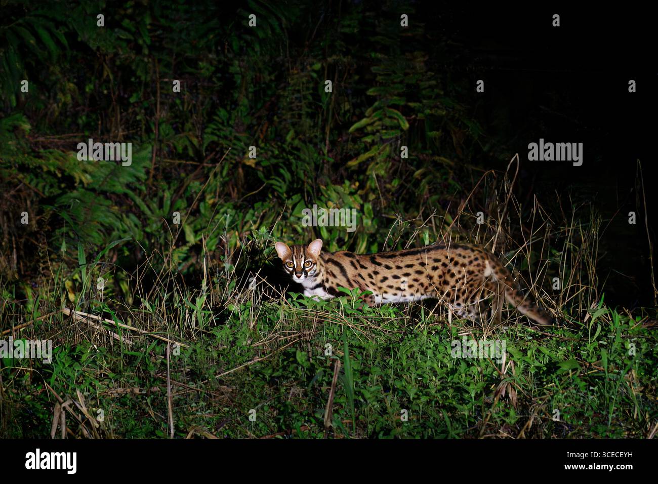 Leopardenkatze, bekannt als Prionailurus bengalensis, nachts im Danum Valley, Borneo, Malaysia Stockfoto