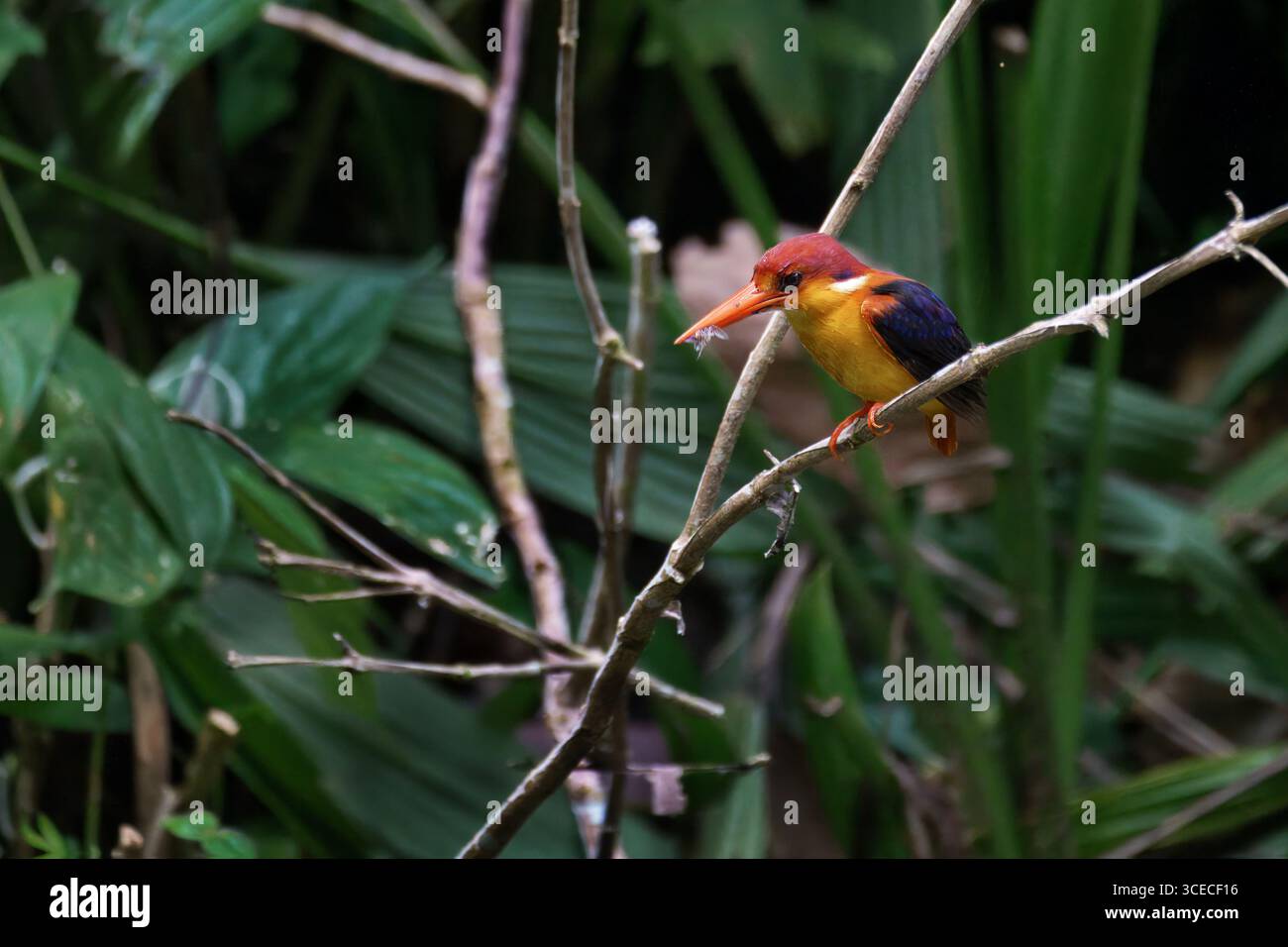 Zwergeisenfischer im Wald im Danum Valley, Borneo, Malaysia Stockfoto