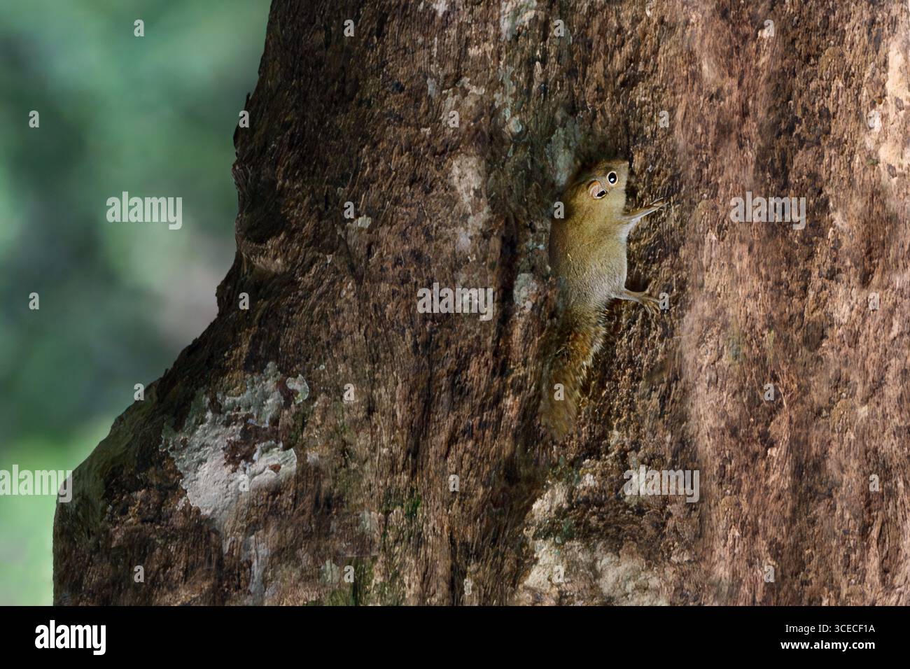 Bornean Pygmy Eichhörnchen im Danum Valley, Borneo, Malaysia Stockfoto