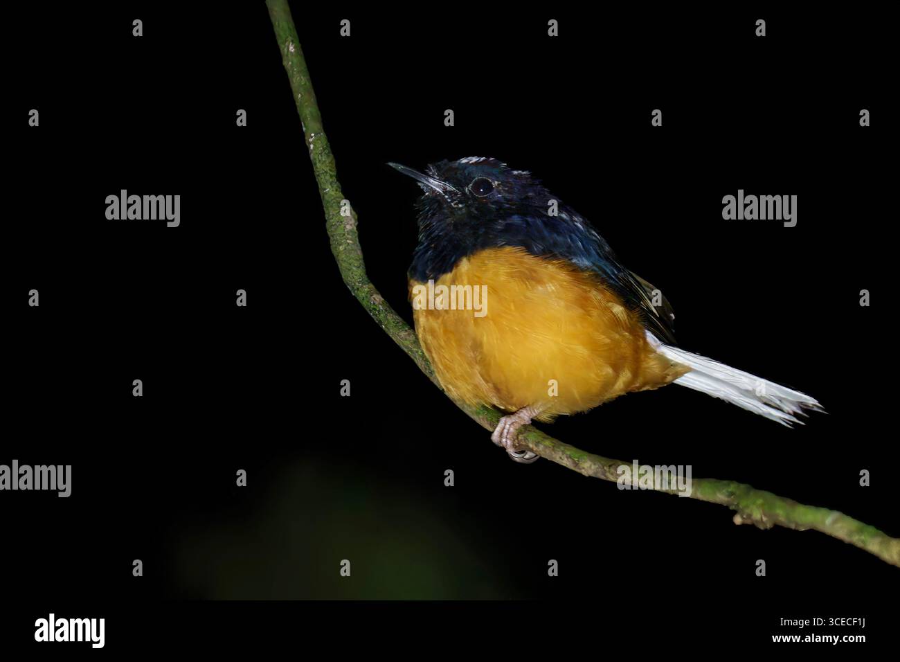 Weiß gekrönte Shama in der Nacht im Danum Valley, Borneo, Malaysia Stockfoto