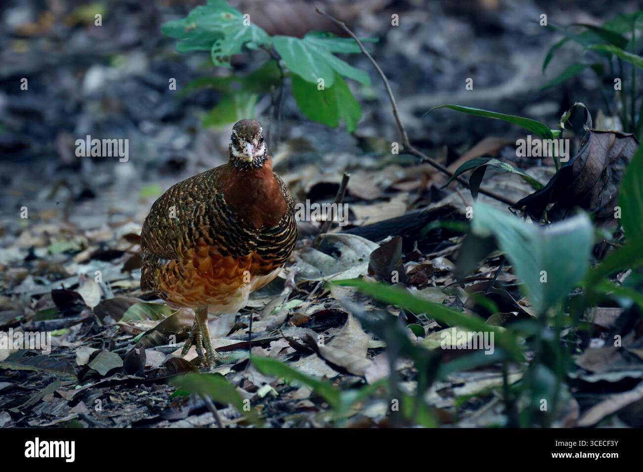 Sabah Partridge, bekannt als Tropicoperdix Graydoni in Sabah, Borneo, Malaysia Stockfoto