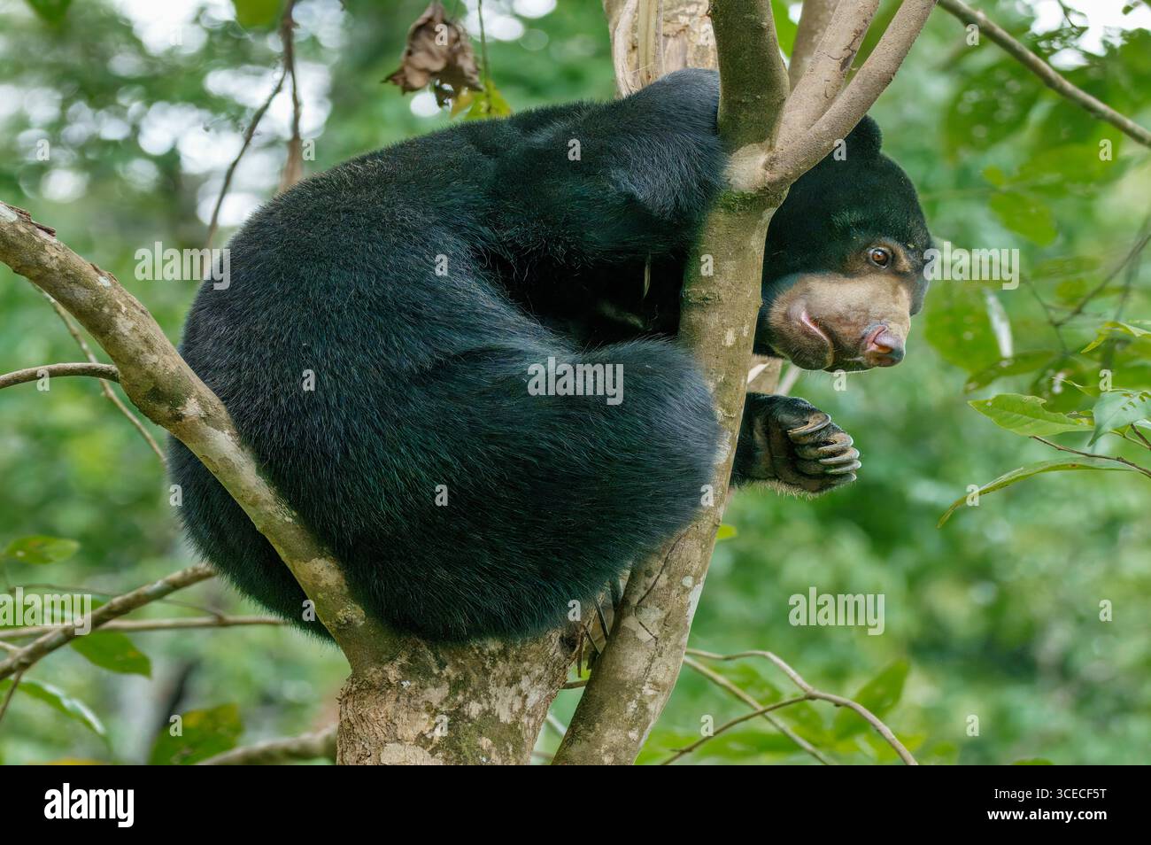 Sonnenbär im Baum in Sepilok, Borneo, Malaysia Stockfoto