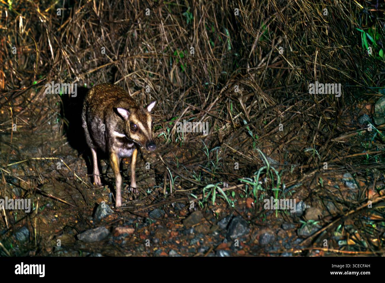 Mouse Deer oder auch bekannt als Rattenhirsch in der Nacht Danum Valley, Borneo, Malaysia Stockfoto