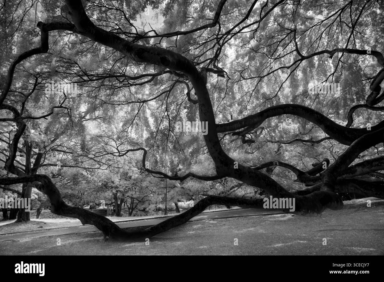 Infrared black and white photo of Sacred Fig Tree known as Ficus Religiosa, Sri Lanka Stockfoto