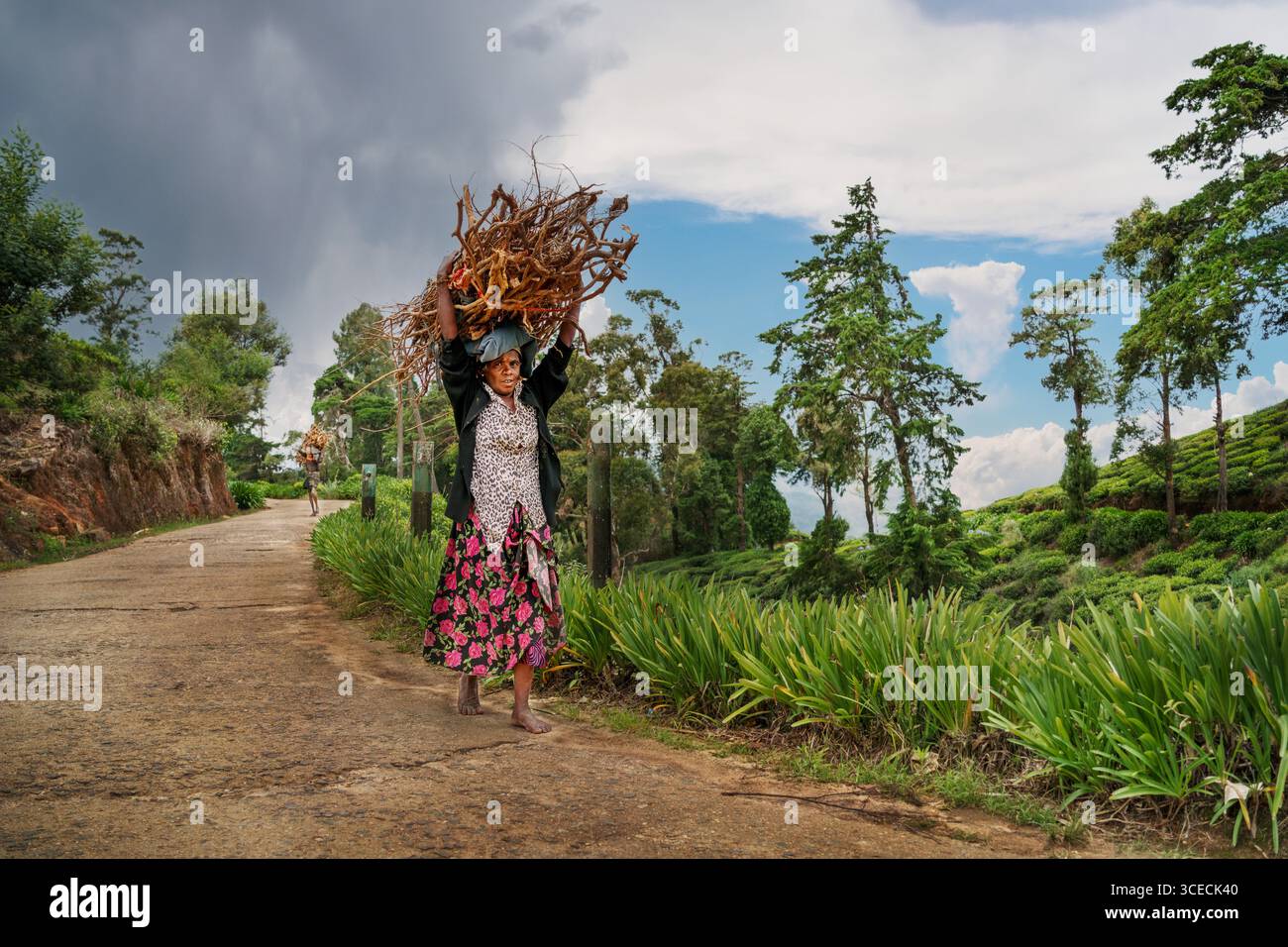 Die einheimische Frau trägt das Feuerholz auf der Straße in den Bergen von Nuwara Eliya, Sri Lanka Stockfoto