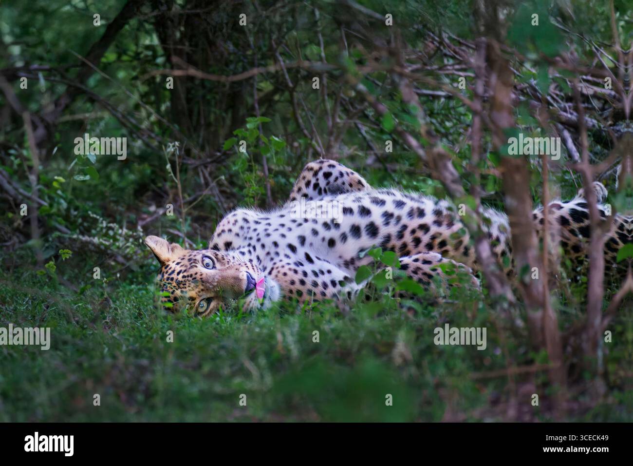 Junger asiatischer Leopard, bekannt als Panthera Pardus kotiya, Yala National Park, Sri Lanka Stockfoto