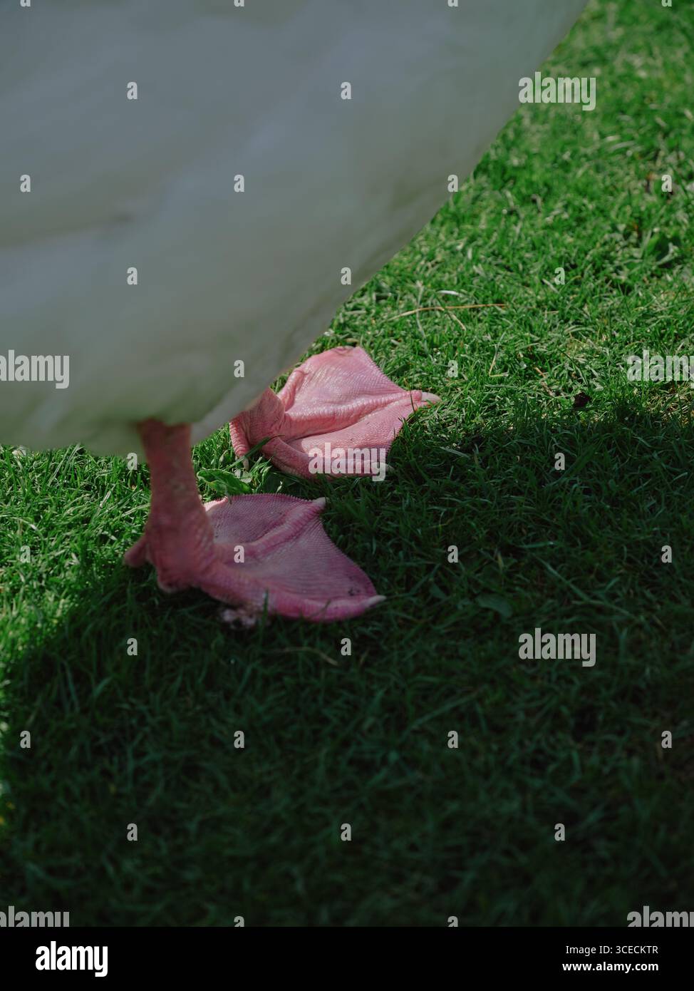 Pinkfarbene Füße einer weißen Hausgans Stockfoto