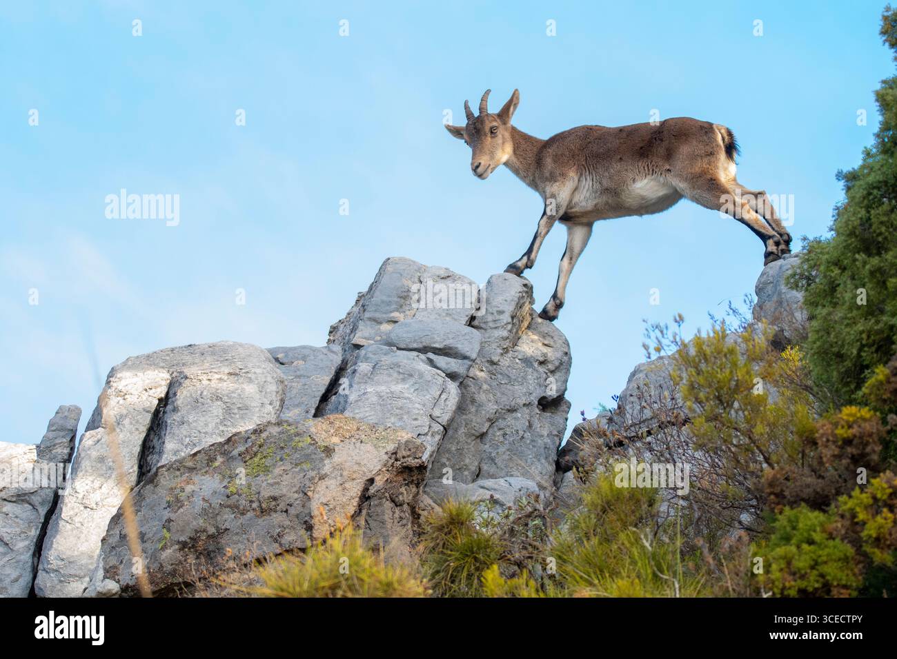 Von unten steht ein majestätischer iberischer Steinbock auf felsigem Gelände und zeigt seine agile Form. Der klare blaue Himmel bietet eine lebendige Kulisse und hebt den hervor Stockfoto