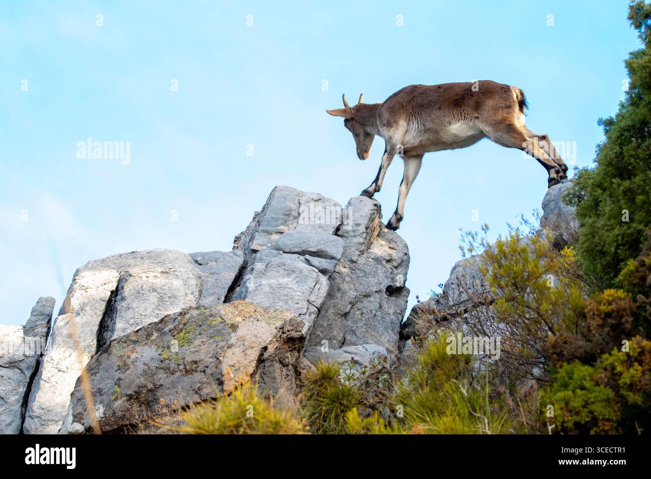 Von unten steht der iberische Steinbock anmutig auf felsigem Gelände unter einem klaren blauen Himmel und zeigt seine starken Beine und seine geschickten Kletterfähigkeiten in einer na Stockfoto