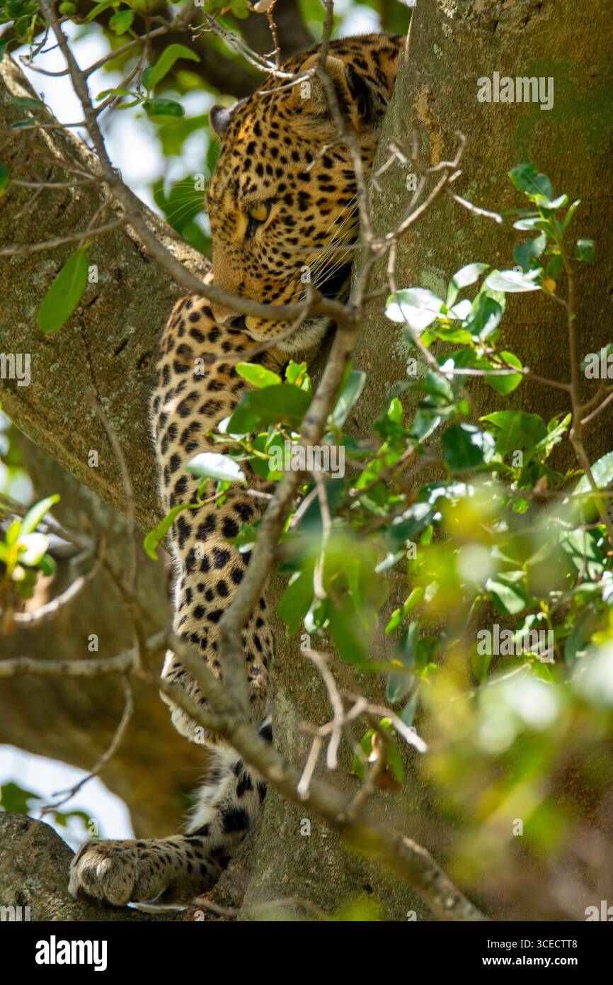 Ein majestätischer Leopard ruht in den Ästen eines Baumes, umgeben von üppigem Laub im Masai Mara, Kenia. Fangen Sie das Wesen einer afrikanischen Safari mit ein Stockfoto