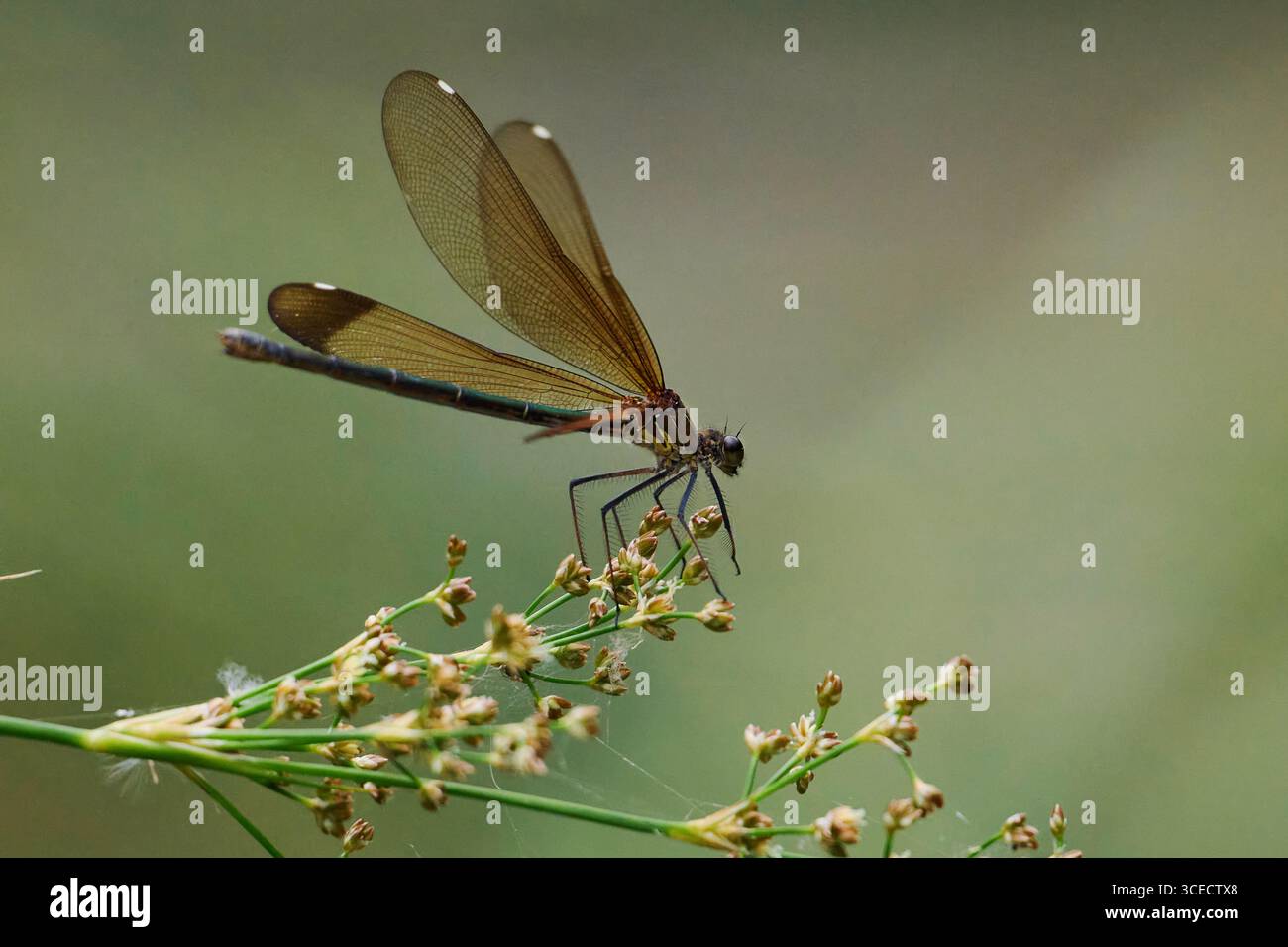 Ein lebhafter Zygoptera thront anmutig auf einer zarten Pflanze in der Nähe des Flusses. Mit schlanken Flügeln und satten Farben ruht die Jungfrau in der ruhigen Natur Stockfoto