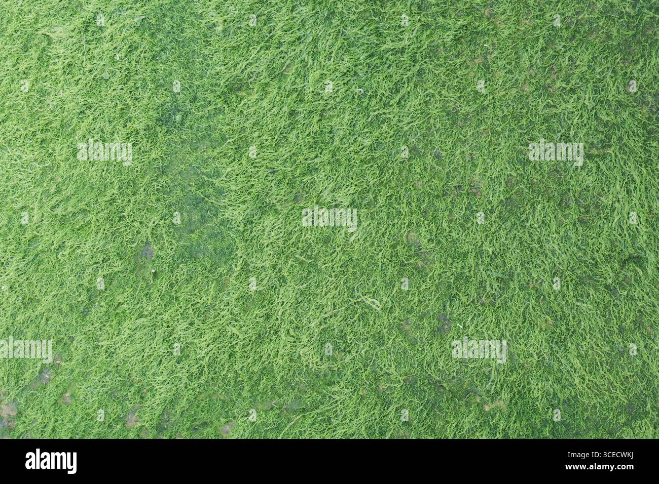 Eine detaillierte Nahaufnahme von leuchtendem grünem Moos bildet eine komplizierte und natürliche Textur. Das üppige, organische Muster bedeckt die gesamte Oberfläche und hebt na hervor Stockfoto