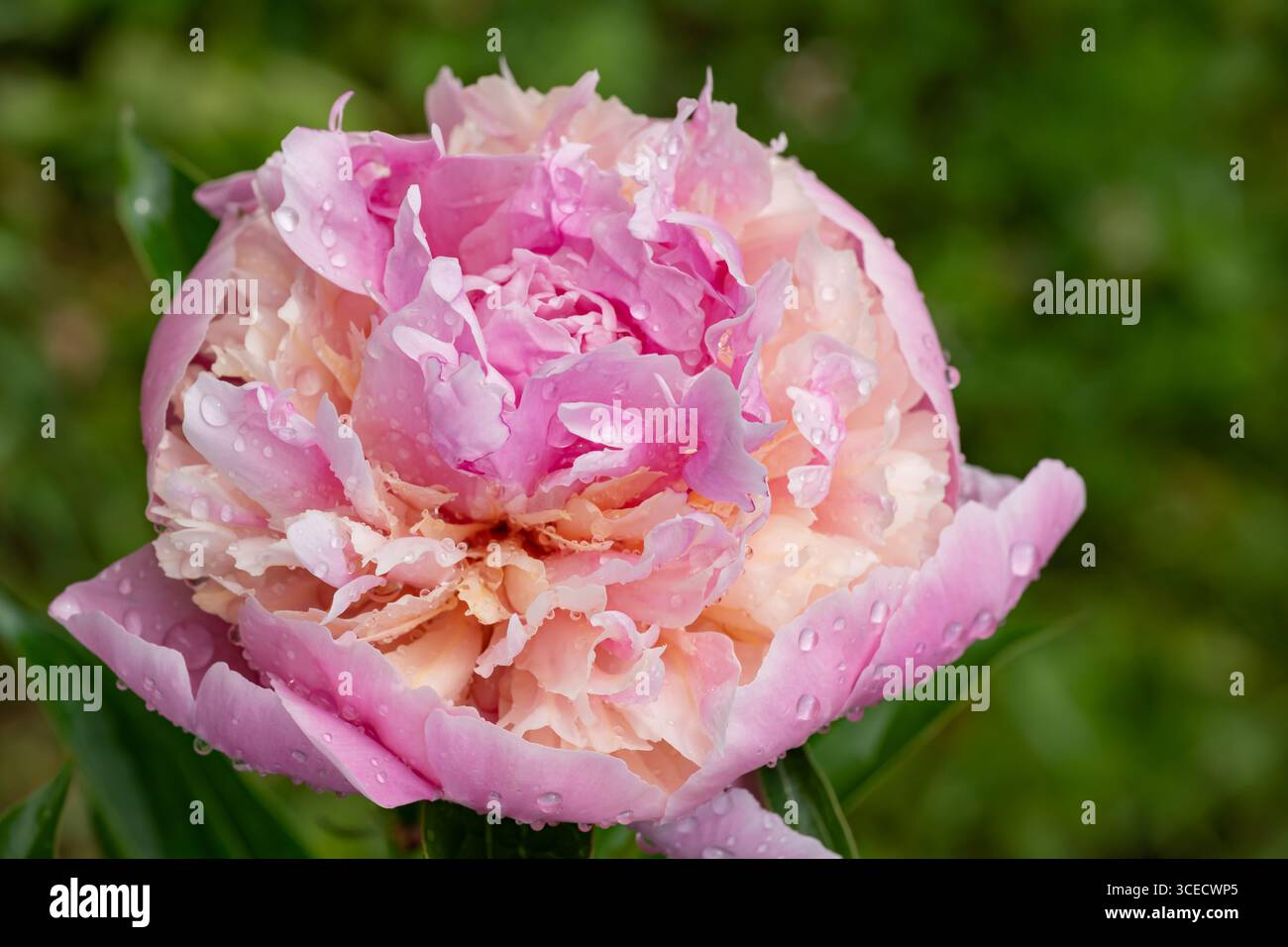 Eine leuchtende rosafarbene Pfingstrosenblüte mit glitzernden Regentropfen hebt sich vom üppigen grünen Hintergrund ab. Das Wesen der Natur nach Regen einfangen Stockfoto