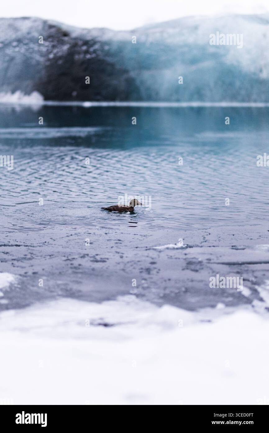 Eine einsame Ente schwimmt ruhig auf dem eisigen Wasser eines abgelegenen isländischen Sees. Die umliegende Landschaft ist mit Schnee bedeckt und fängt das Wesen von a t ein Stockfoto
