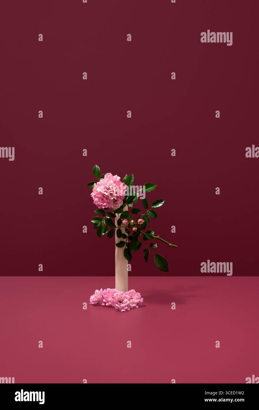 Ein zartes Arrangement aus leuchtend rosafarbenen Polyantha-Rosen vor einem satten roten Hintergrund, das einen auffälligen Kontrast bietet, der ihr natürliches B unterstreicht Stockfoto