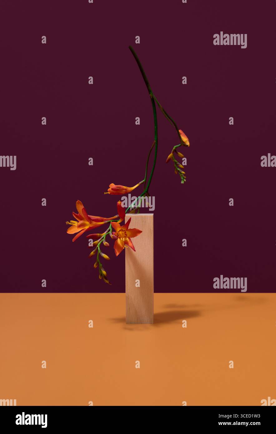 Ein markantes Blumenarrangement mit leuchtenden orangen Blüten, elegant vor einem satten, kontrastierenden Hintergrund. Ideal für botanische und Stockfoto