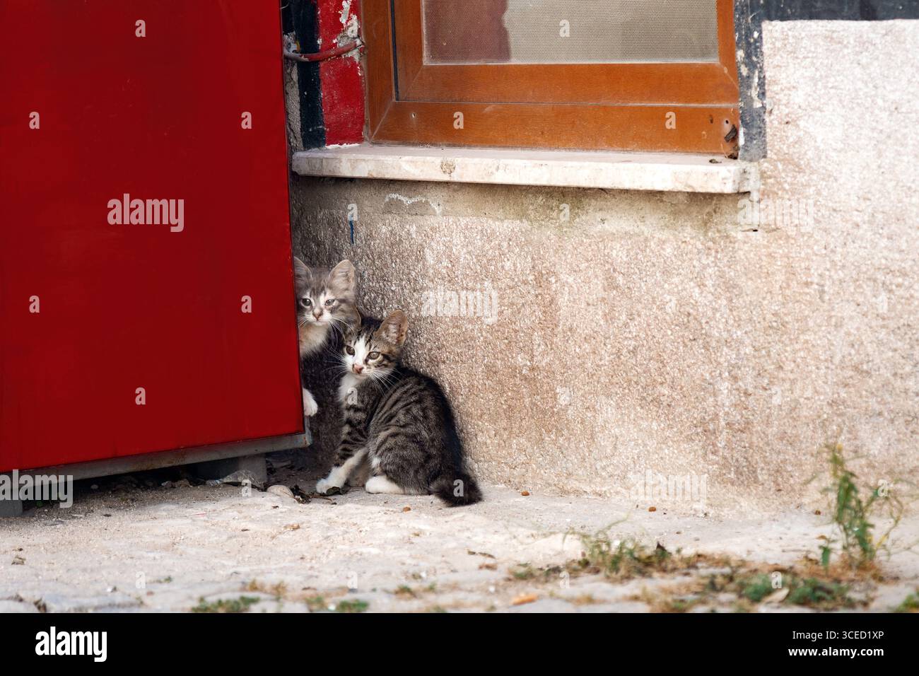 Zwei entzückende Kätzchen erkunden neugierig eine lebhafte Straßenecke neben einer hellroten Tür und einem rustikalen Fenster, die den Charme des authentischen Stockfoto