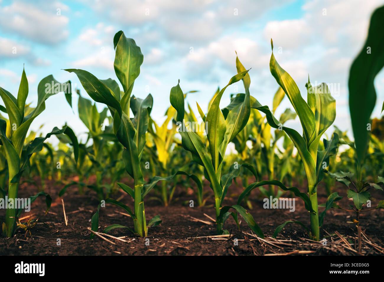 Maisanbau im Sommersonnenuntergang, selektiver Fokus Stockfoto