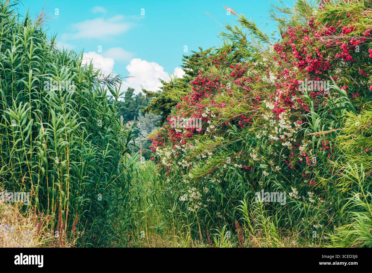 Dichte Oleandersträucher in Blüte mit roten und weißen Blüten umgeben von hohem wildem Gras und Schilf unter einem hellblauen Himmel. Gefangen in einem ländlichen Gebiet von Stockfoto