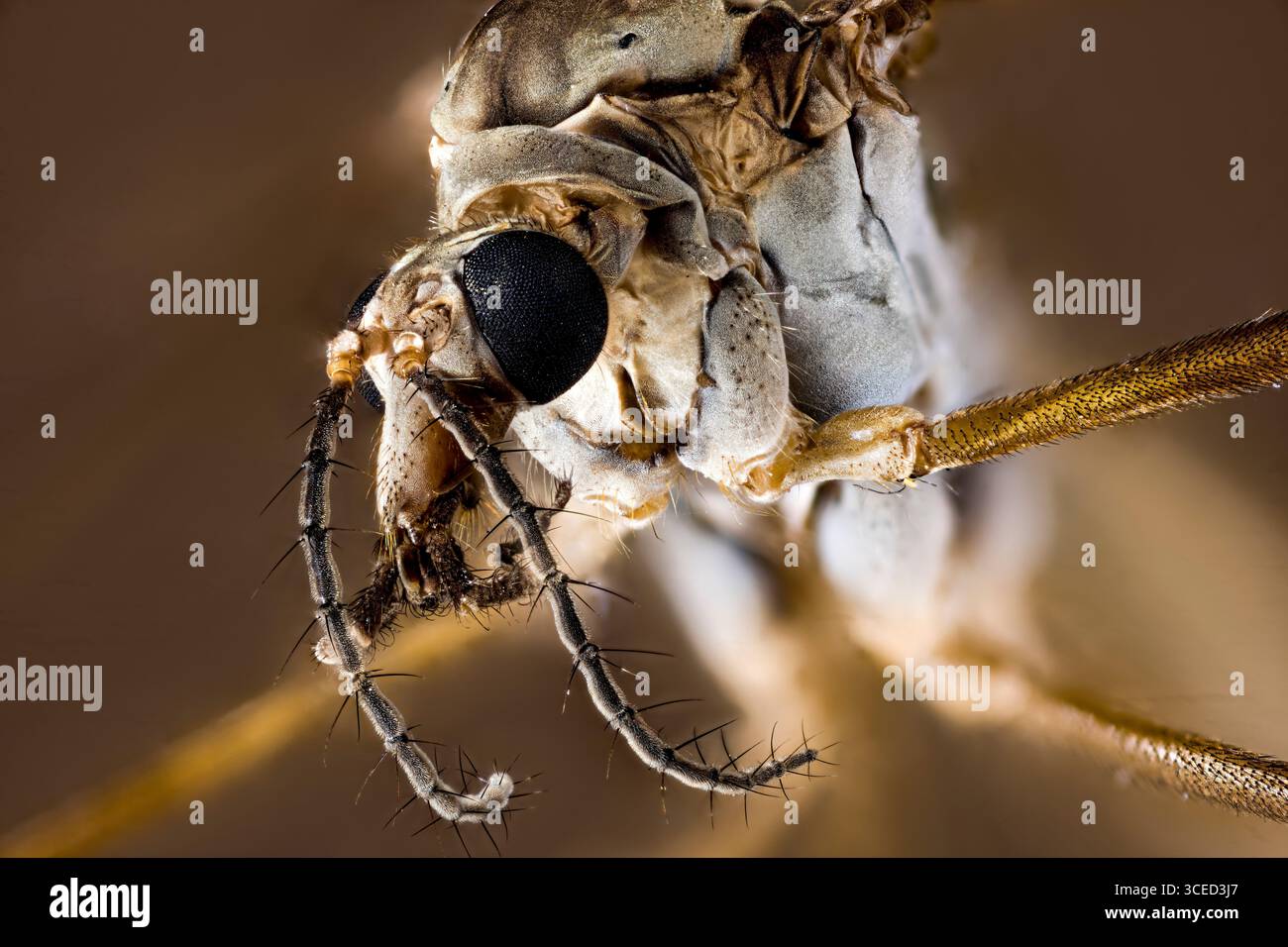 Eine Nahaufnahme eines Kraneflys Stockfoto