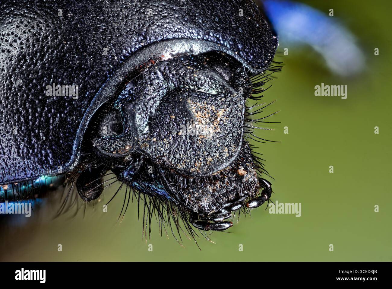 Eine Nahaufnahme eines Walddungkäfers Stockfoto