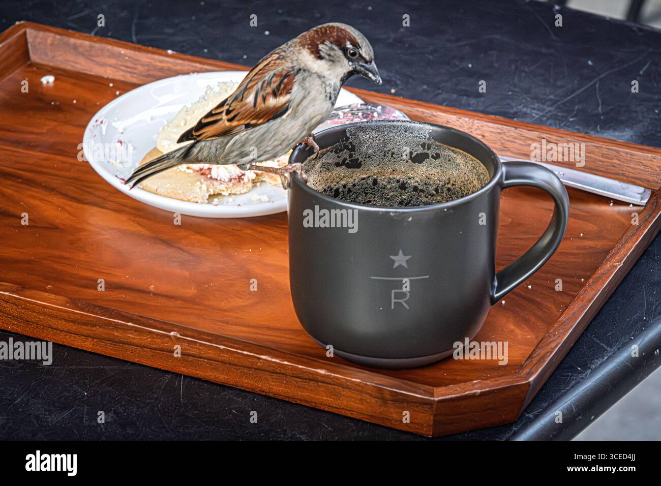 Vogel bei Starbucks Stockfoto