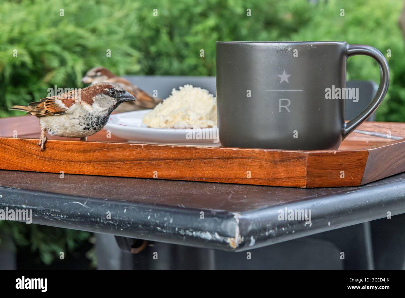 Vogel bei Starbucks Stockfoto