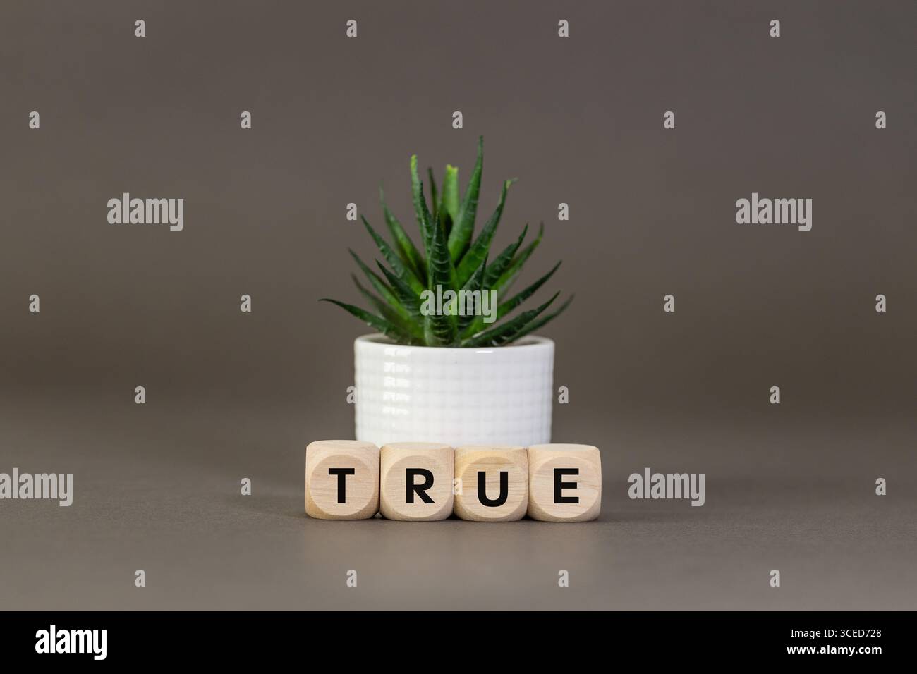 Das Wort STIMMT auf Holzwürfeln, grauer Hintergrund, saftig, Kopierraum, konzeptuelles Wort Stockfoto