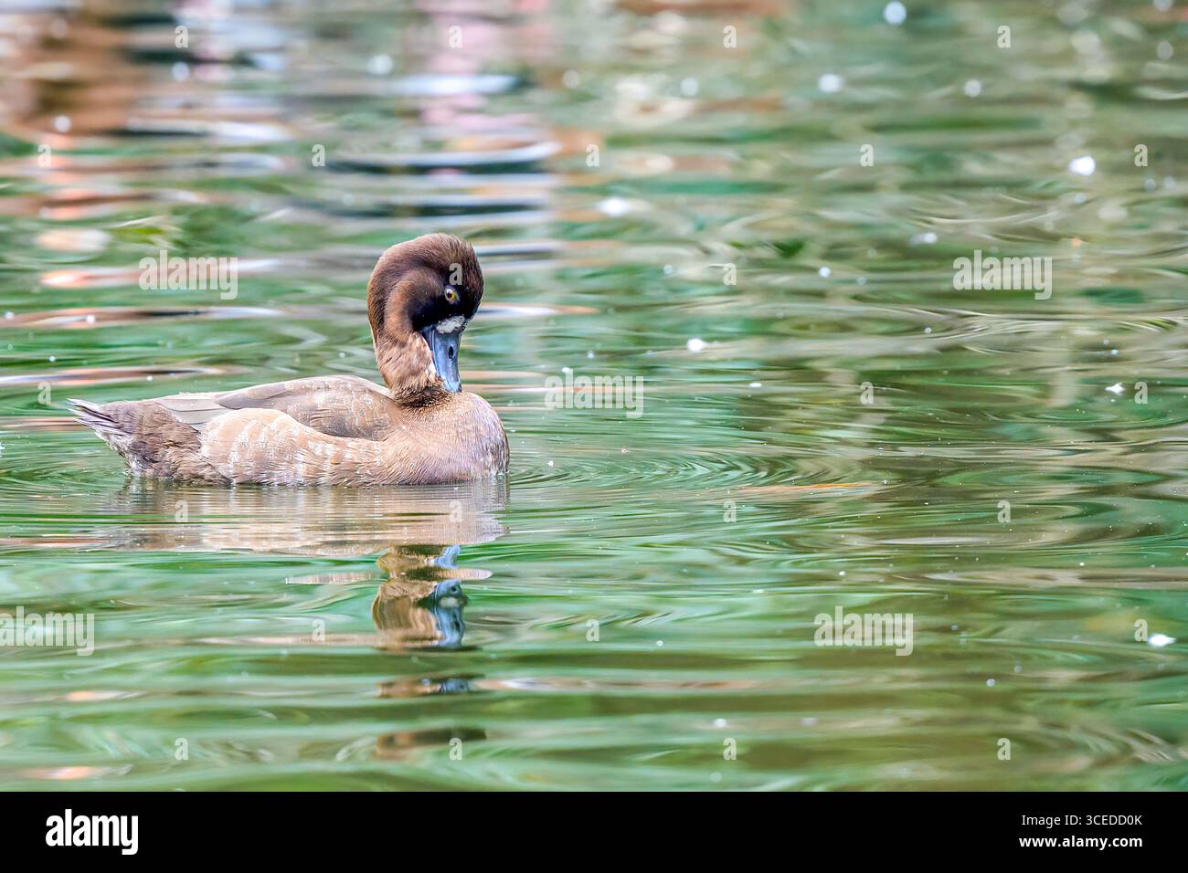 Erwachsener weiblicher Kleinschnecke mit dem Kopf am Hals, während er auf dem Teich im Audubon Park, New Orleans, LA, USA schwimmt Stockfoto